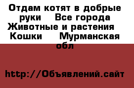 Отдам котят в добрые руки. - Все города Животные и растения » Кошки   . Мурманская обл.